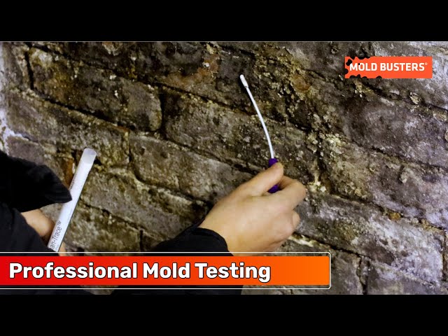 Canadian  Lumber - PRO LAB Do-It-Yourself Mould Test Kit