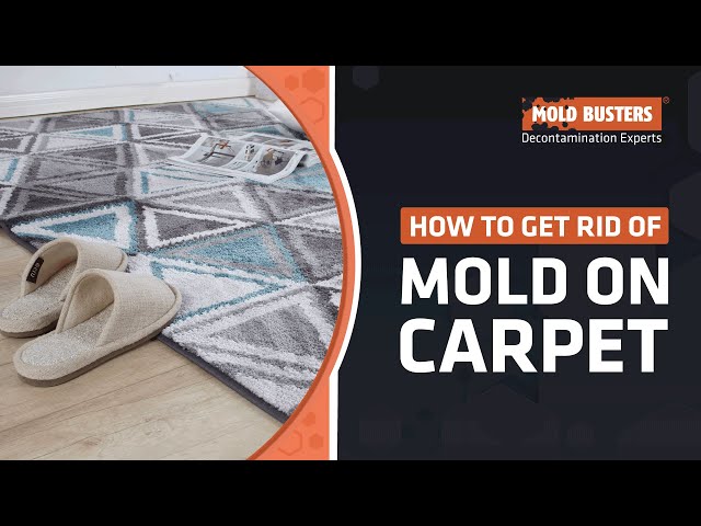 Carpet Mold Removal | How to Remove Mold from Carpets | MoldBusters