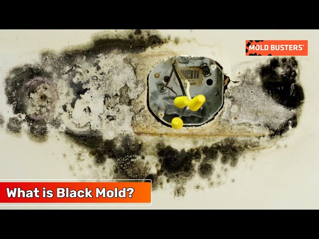 Can Black Mold Kill You? Fortunately, Probably Not