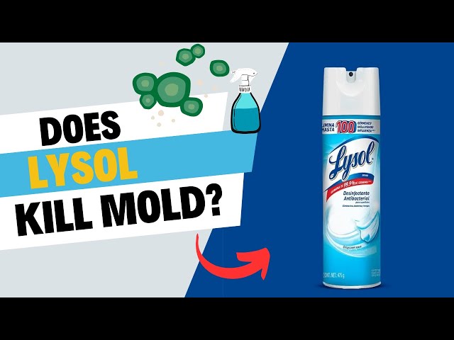 Does Lysol Kill Mold? - Effectiveness, Limitations, and Alternatives