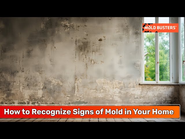 Common Areas for Mold Growth