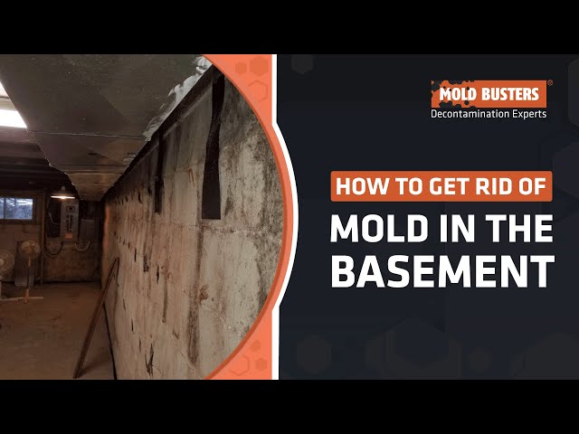 Basement Mold Removal | How to Remove Mold from Basements