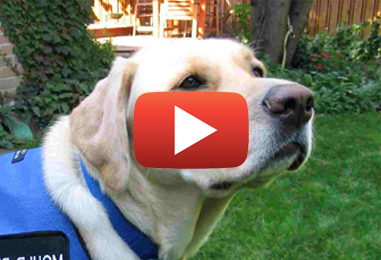 Mold Dog Inspection - Detect Mold with mold sniffing dogs - Mold Busters