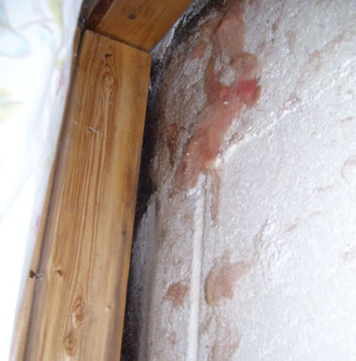 Toxic Mold Is Your Home At Risk Mold Busters Blog   Toxic Mold 