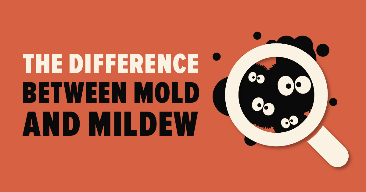 Mold Vs Mildew: It's Not Mold Until It's Tested | Mold Busters