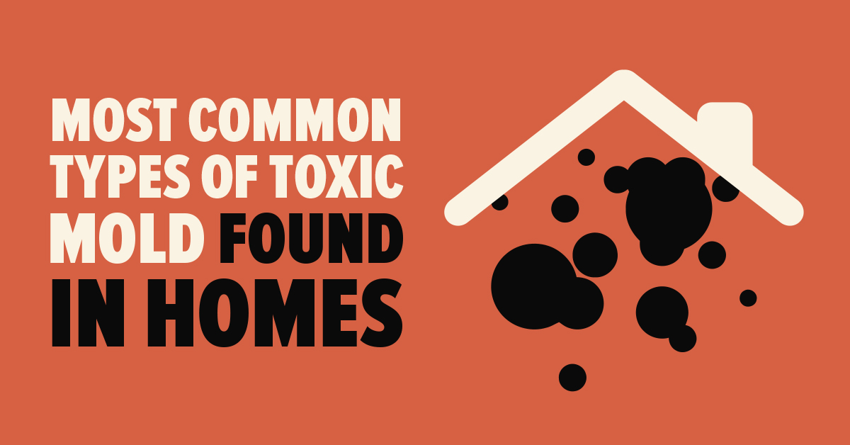 15 Different Types Of Toxic Mold That Can Hurt You Mold Busters