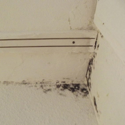 Black Mold - Pictures, Causes and Signs (Ultimate Guide)