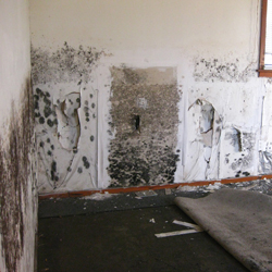 Black Mold - Pictures, Causes and Signs (Ultimate Guide)