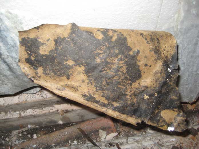 Are Mold Dog Inspections Safe for Dogs? - Mold Busters Blog