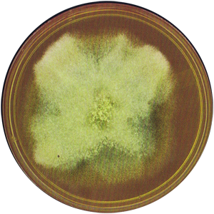 Alternaria
