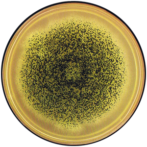 Aspergillus
