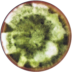 Bipolaris
