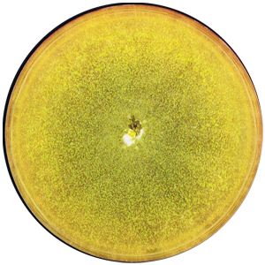 Chaetomium