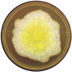 Fusarium