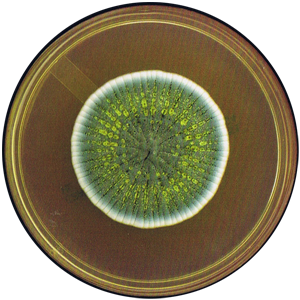 Penicillium
