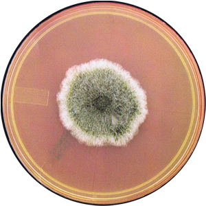 Stachybotrys