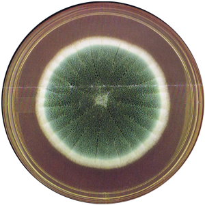 Aspergillus