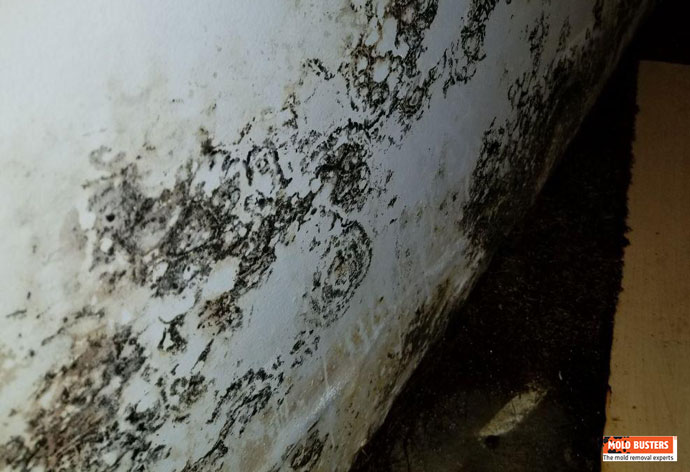 Black Mold Pictures Causes And Signs Ultimate Guide 