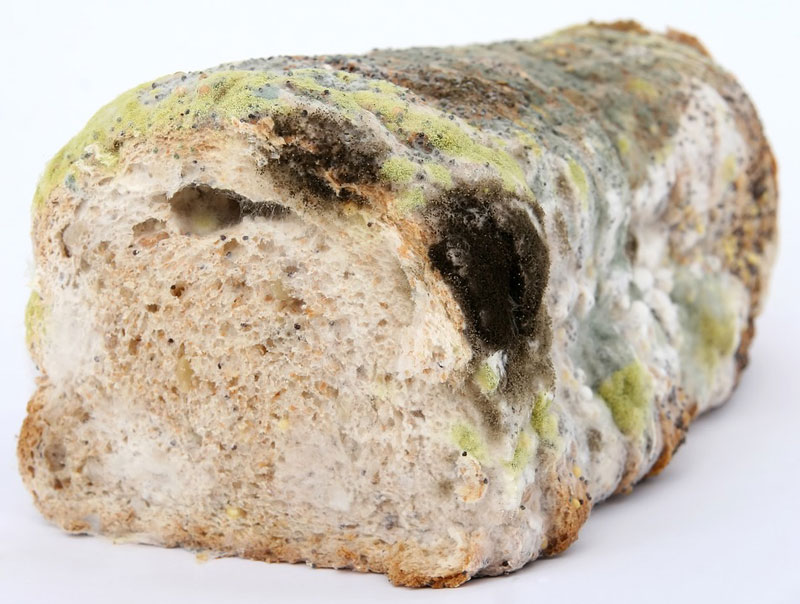 What Happens if You Eat Moldy Bread