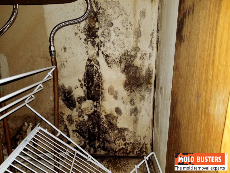 mold removal under kitchen sink cabinet