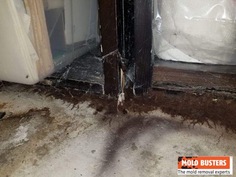 What Is Brown Mold And What Causes It Is Brown Mold Safe