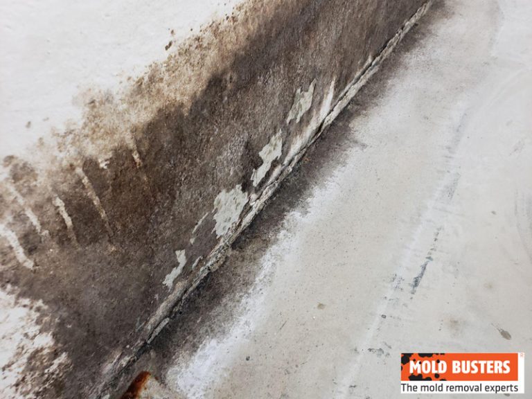 What Is Brown Mold And What Causes It Is Brown Mold Safe