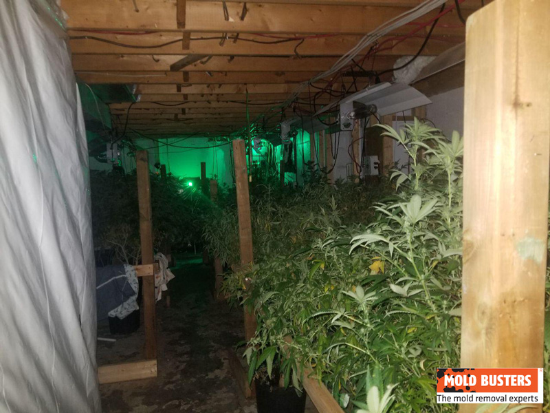Inspections For Cannabis Growing Facilities In Canada Mold