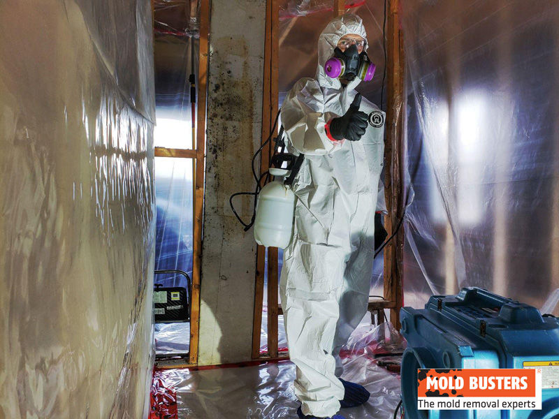 Does Mold Die When it Dries Out?