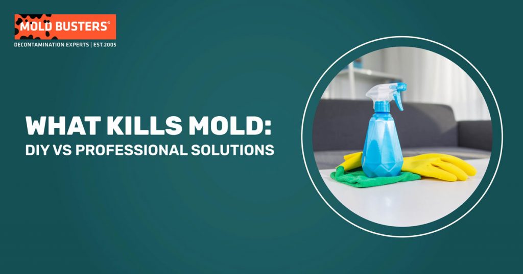 What Kills Mold: DIY vs Professional Solutions | Mold Busters