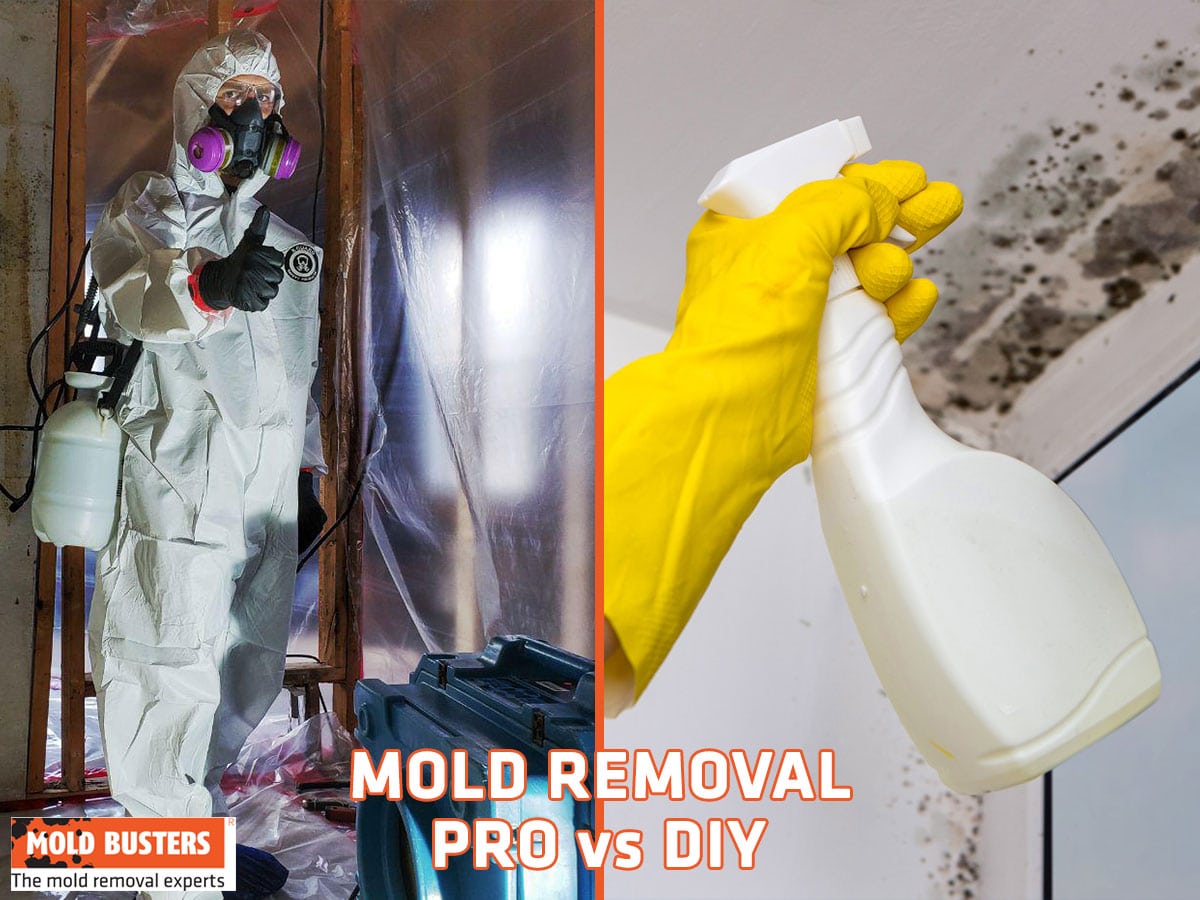 What Kills Mold: DIY vs Professional Solutions | Mold Busters