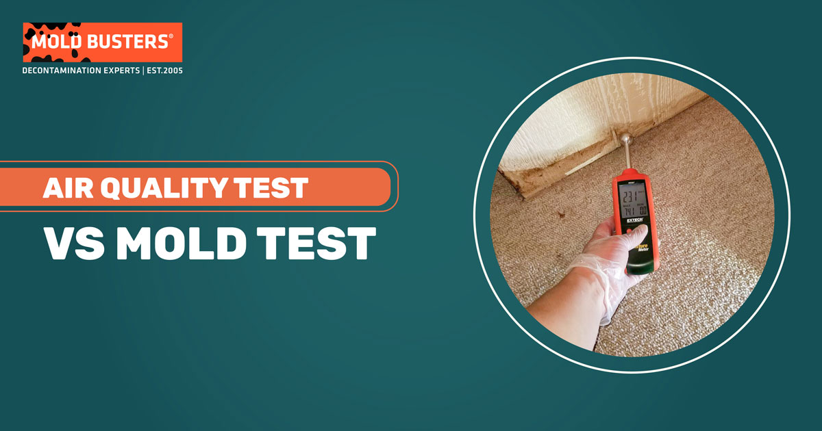 Air Quality Test vs Mold Test, Difference Explained