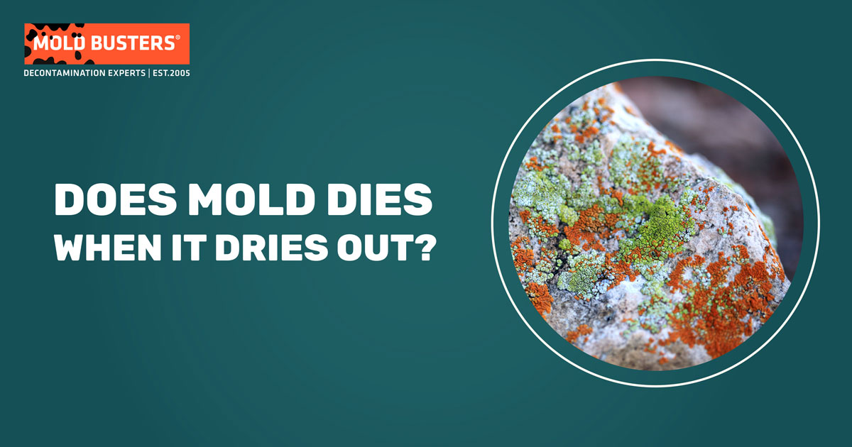 https://www.bustmold.com/wp-content/uploads/2021/10/does-mold-dies-when-it-dries-out.jpg