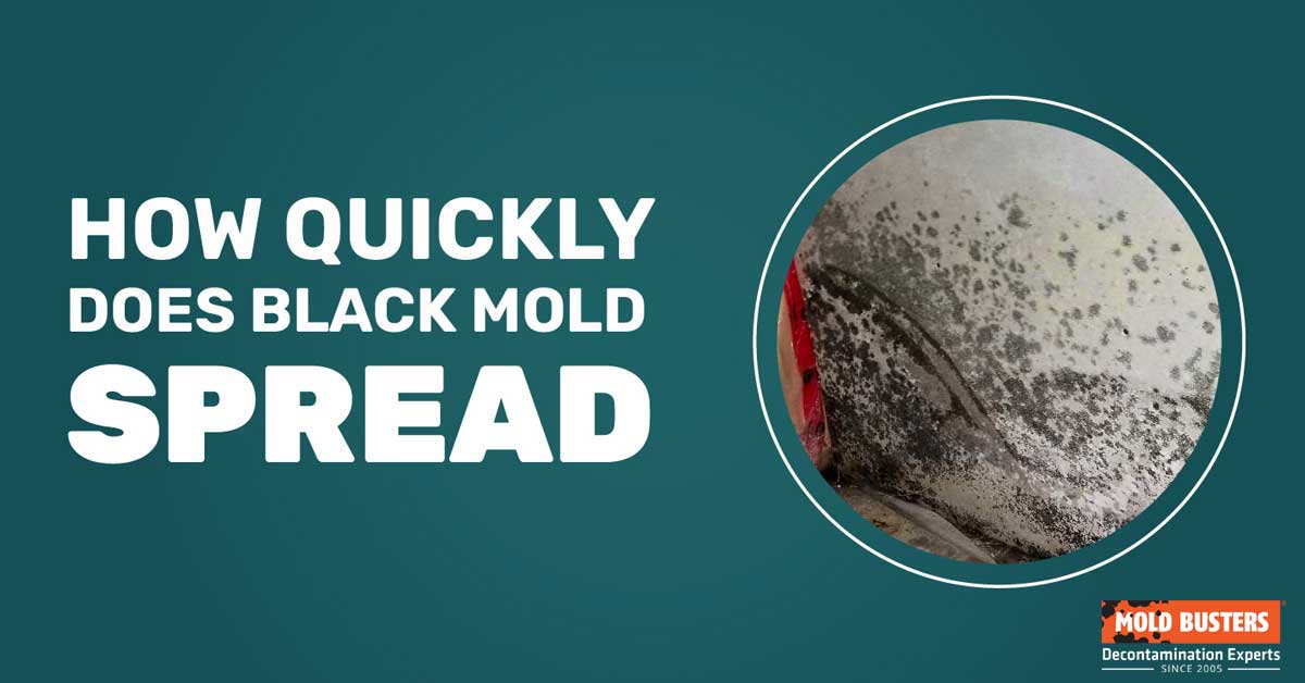 7 Concerning Facts About Mold That Homeowners NEED To Know