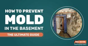 How To Prevent Mold In Basements | The Ultimate Guide