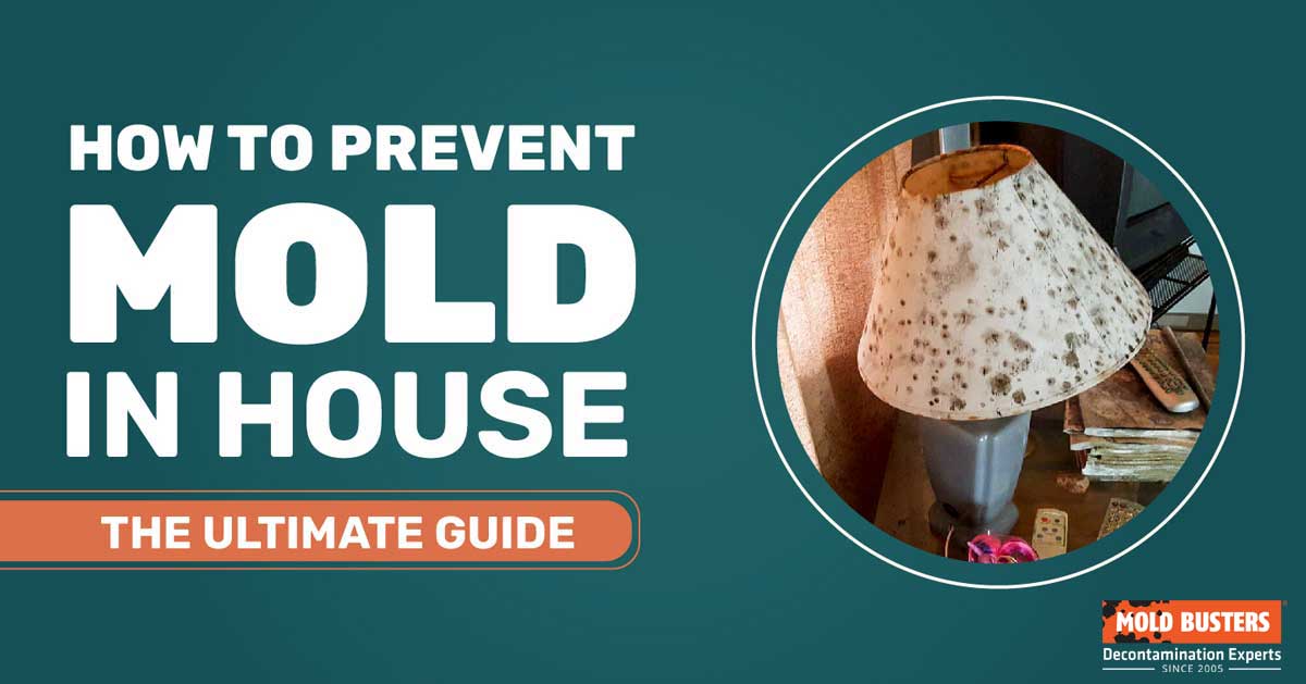 How To Prevent Fungi and Mold Growth in Your Home 