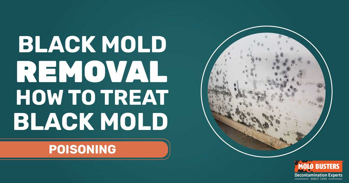 What to do if you find Toxic Black Mold