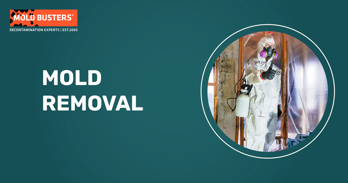 KnowHow: Work steps for mould remediation