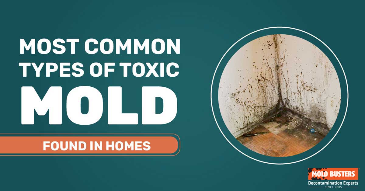 Types Of Mold By Health Effects Toxicity And Color Mold Busters