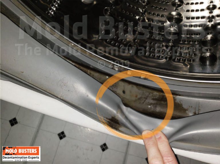 Mold in Dishwasher Causes and Signs of Dishwasher Mold