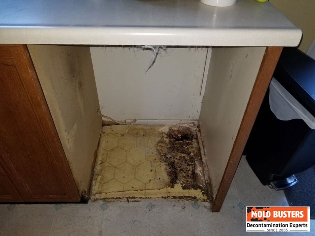 Mold in Dishwasher Causes and Signs of Dishwasher Mold