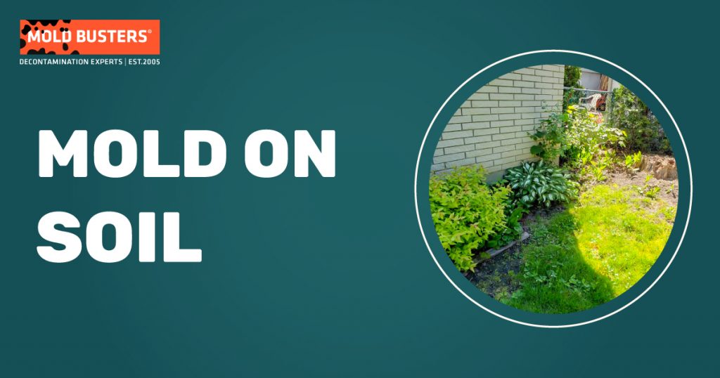 mold-on-houseplant-soil-how-to-prevent-and-get-rid-of-it