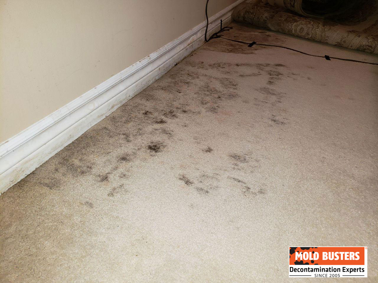 mold on carpet under air mattress