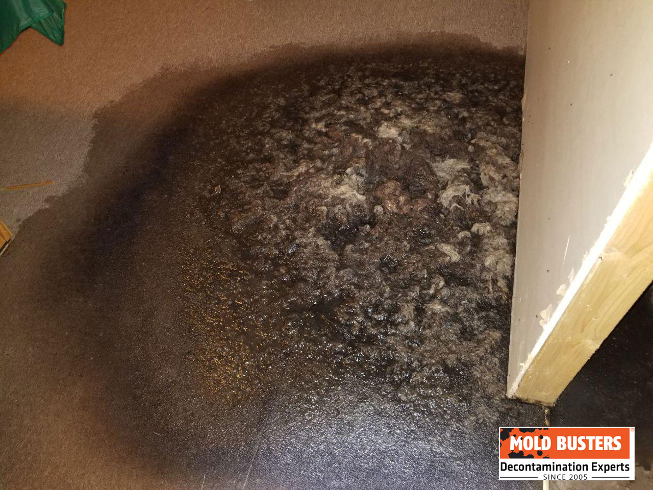 mold on carpet under air mattress