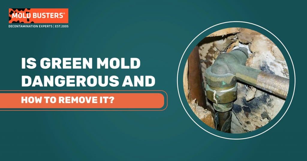 is-green-mold-dangerous-how-to-remove-green-mold