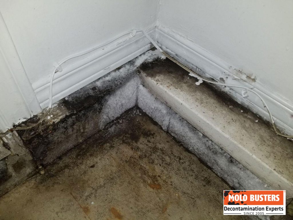 Mold in Garage | How to Prevent and How to Get Rid | MoldBusters