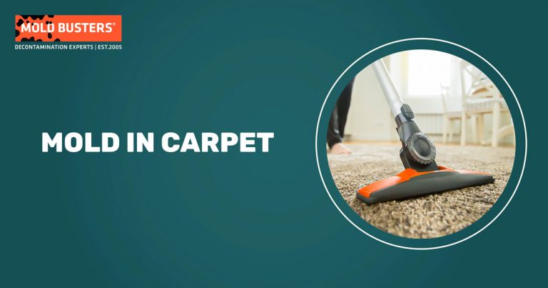 mold-in-carpet-health-risks-and-can-old-carpet-make-you-sick