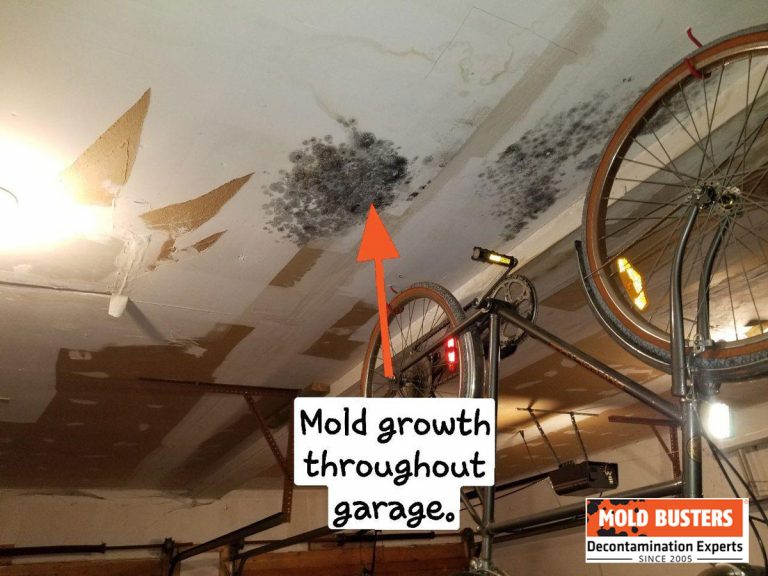 Mold In Garage How To Prevent And How To Get Rid MoldBusters   Mold On Garage Ceilings 768x576 