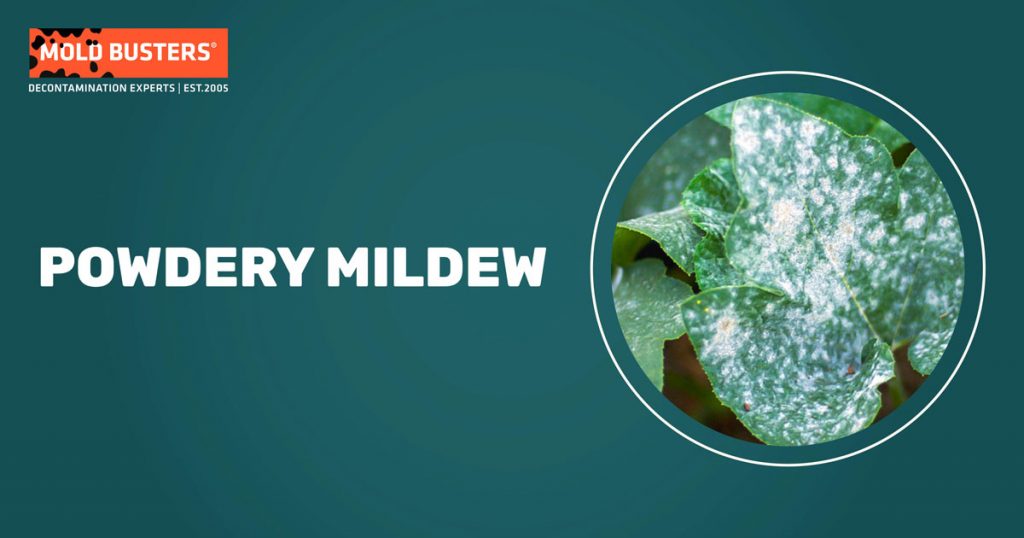 is-powdery-mildew-harmful-to-humans-mold-busters