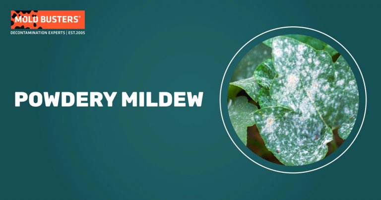 is-powdery-mildew-harmful-to-humans