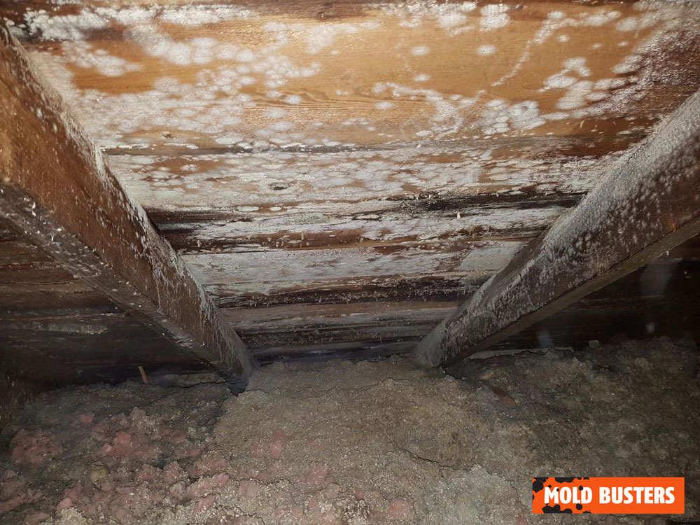 10 Common Causes of Mold in Homes